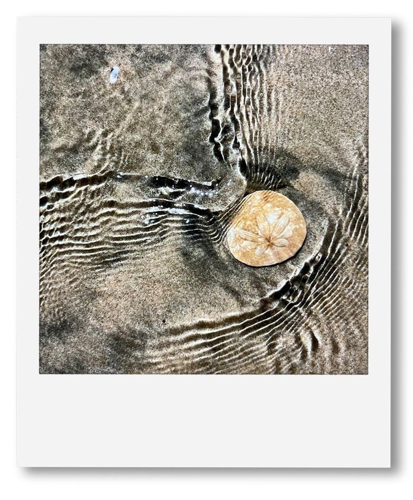 Sand Dollar polaroid.png