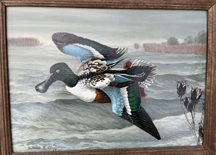 Northern Shoveler Duck