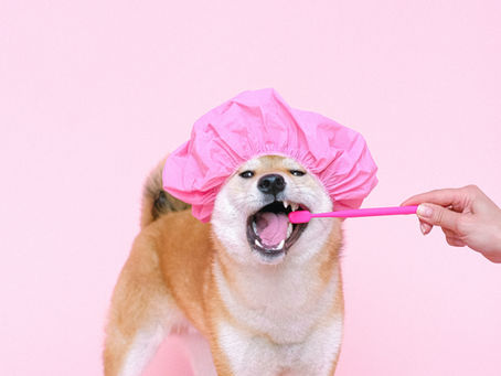 How to be a responsible pet owner!