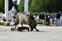 Chantilly Arts et Elegance Richard Mille
