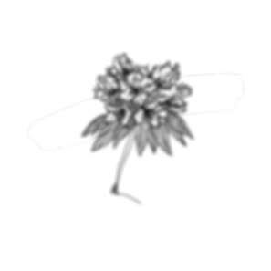 LOGO's (3).png