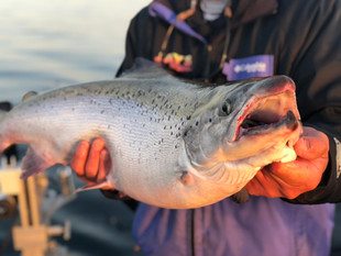 Atlantic Salmon, the Mystery Fish of the Great Lakes