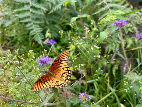 Actividades en el Jardín Botánico temático.