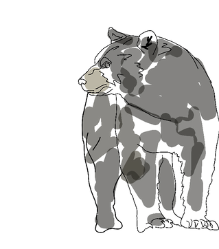 American black bear.png