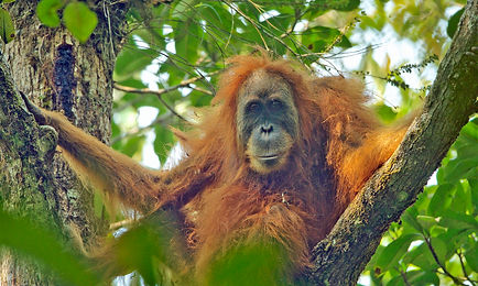 orang.jpg
