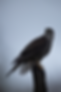 Portrait of Sparrowhawk in Autumn 3 - Copyright Tom Holley Photographic 2025.png