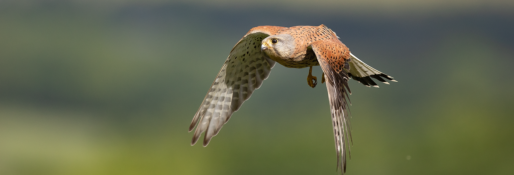 Male Kestrel flight during Spring 02- Copyright Tom Holley Photographic 2025.png