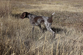 PW Bert's Jokes On Us "Bart"