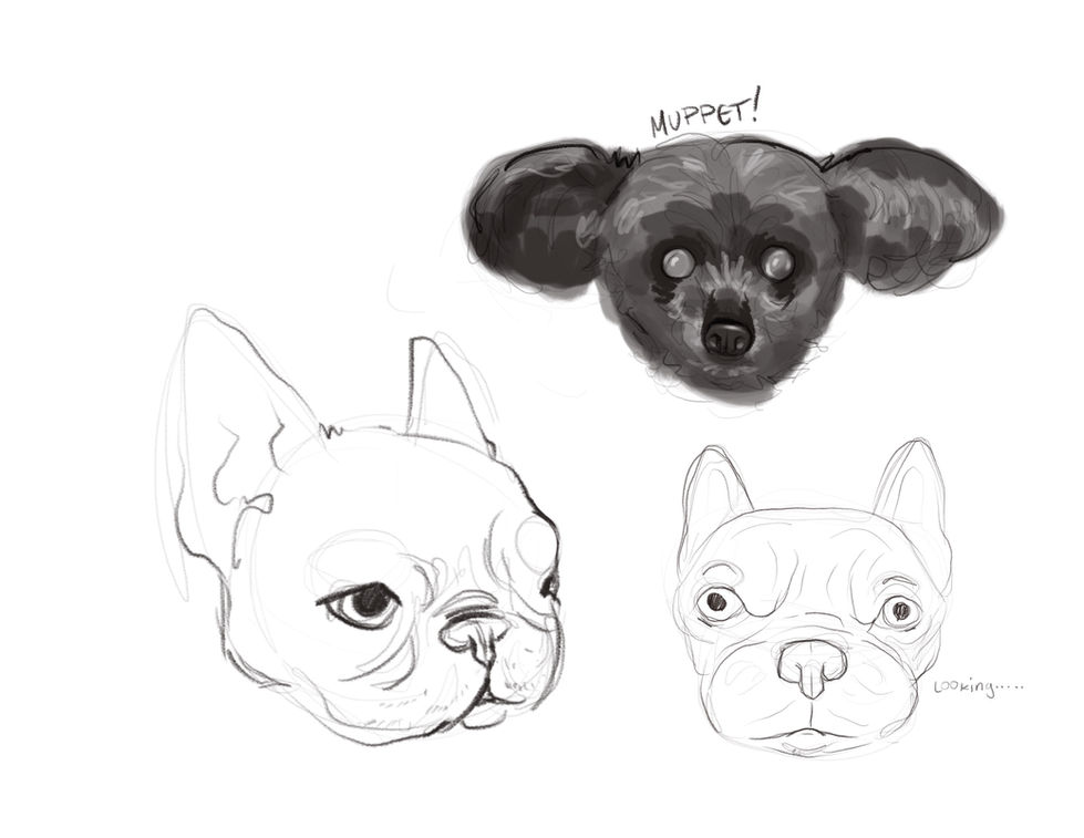 Dog studies