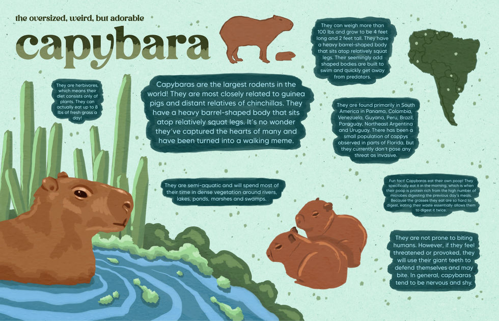 capybara infographic