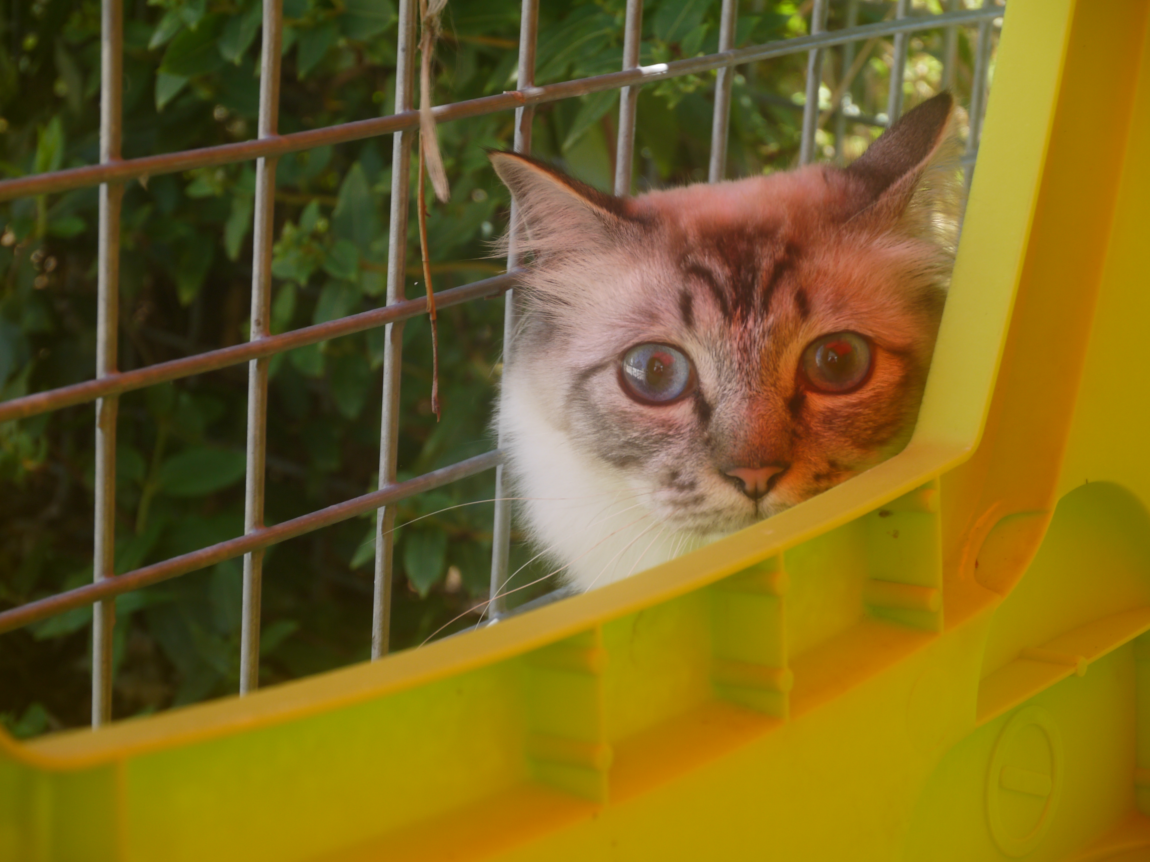 Pension Chiens Et Chats Domaine De Chassefaim Beton Bazoches