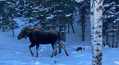 Moose sighting at Turning Leaves Denali