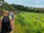 Group trip from Backroads, they are hikers with backpacks walk along a dirt path through a green vineyard, with trees, hills, and houses under a cloudy sky.