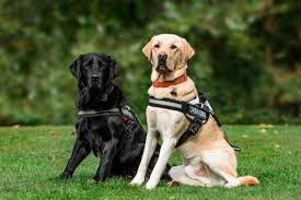 ¿Mi perro debe usar collar o arnés?