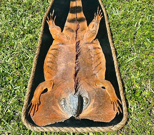 fort lauderdale taxidermy