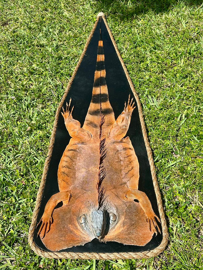 iguana mount artist