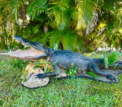 South florida alligator taxidermy