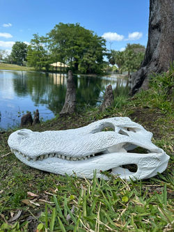 Alligator Euro Skull, Euro gator skull, taxidermy alligator skull
