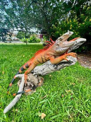 iguana full body taxidermy