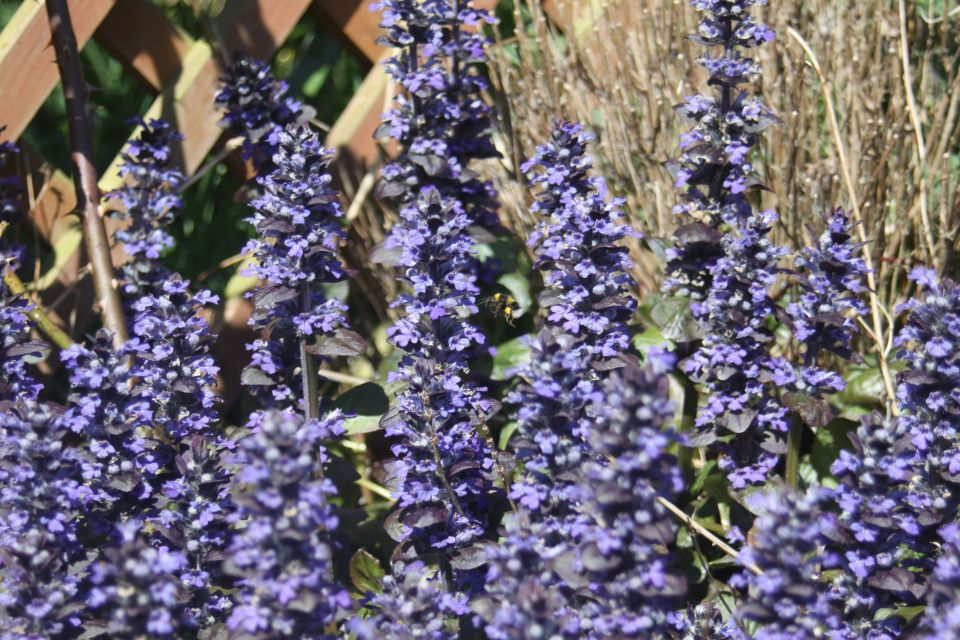 Thumbnail: Ajuga reptans Catlins Giant Bugle