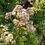 Thumbnail: Valeriana officinalis