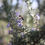 Thumbnail: Rosmarinus officinalis Rosemary