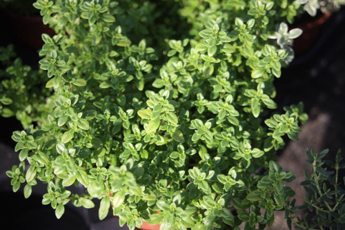 Thym Doré - Thymus Vulgaris Gold En Plant Pot De 10 Cm/11cm - Jardiland