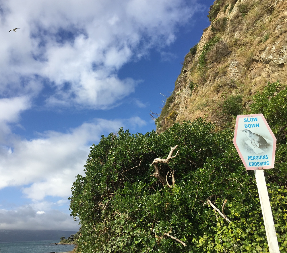 "Slow Down, Penguins Crossing"