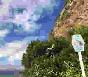 "Slow Down, Penguins Crossing"