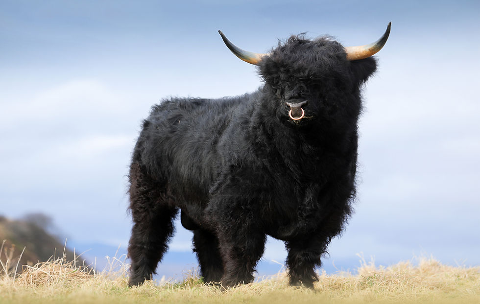 Hamish Dubh of Somerled