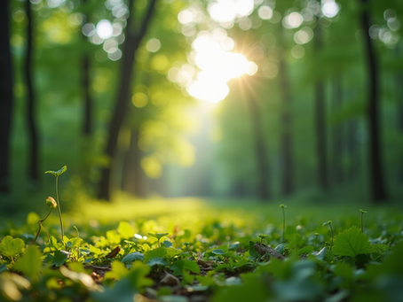 The Importance of Sustainable Living in Today's World