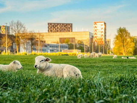 Living and Studying in Utrecht, Netherlands