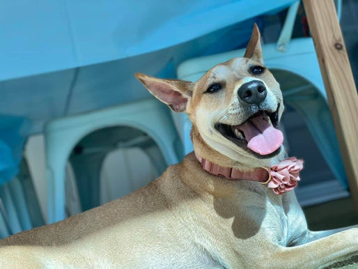 Microchipping your Pets