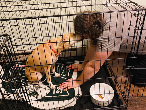 Benefits of Crate Training.