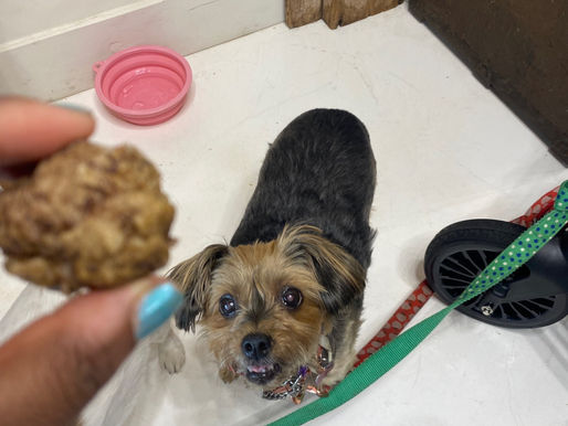 How to choose the Right Dog Food?