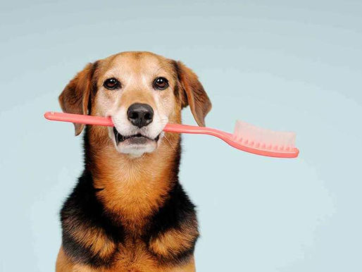 Dental Care