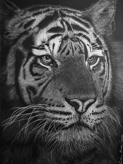 Amur Tiger Portrait ss.jpg