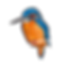 Disque+automne+-+martin+pàcheur.png