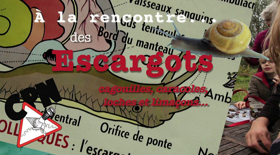 A la rencontre des escargots et limaces