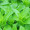 Thumbnail: Refreshing Peppermint Rosemary Soap