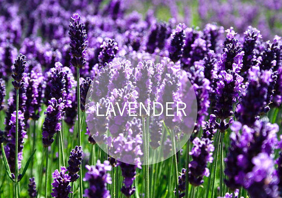 Thumbnail: Skin Balancing Juniper Berry Lavender Soap
