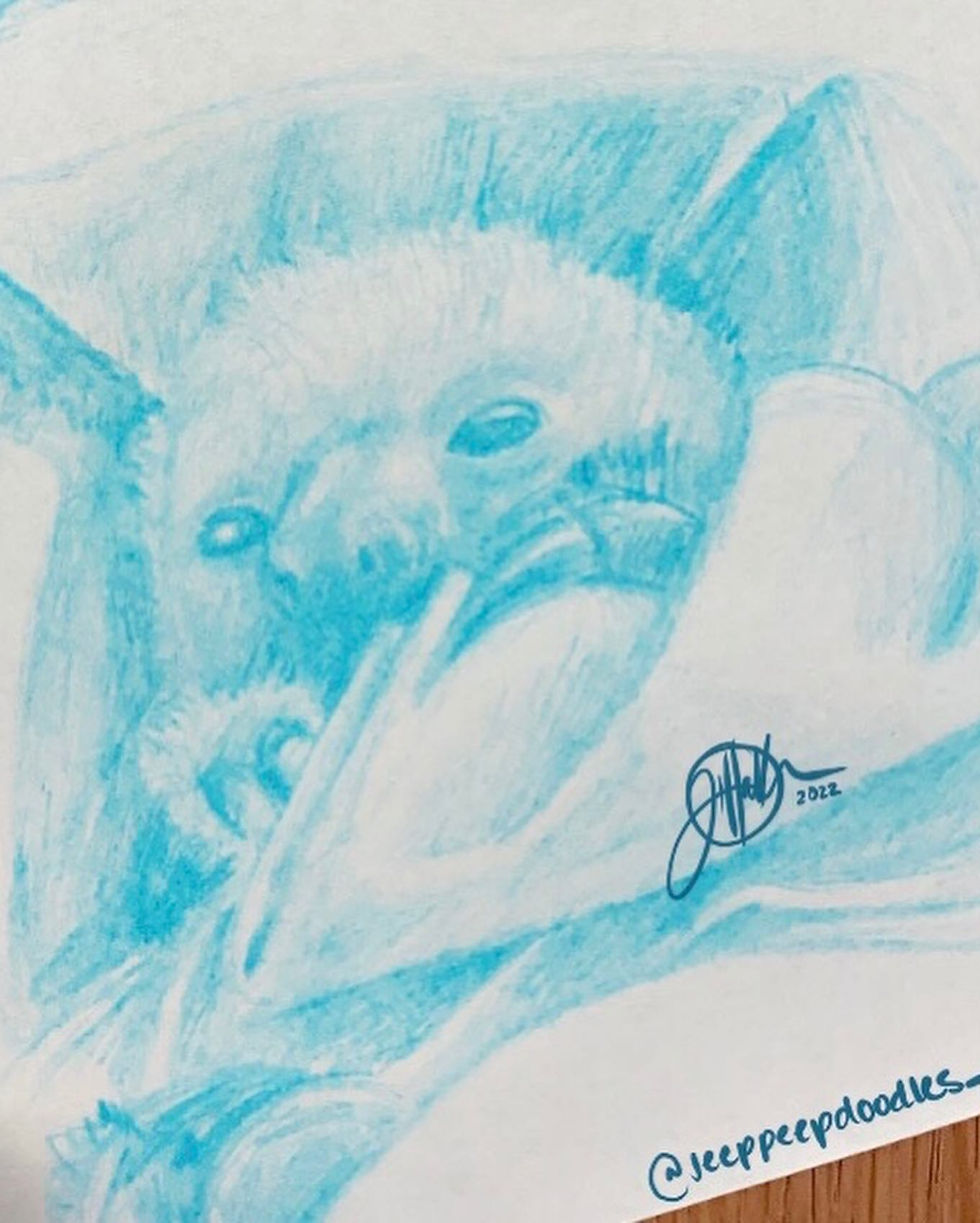Baby 2-fingered Sloth Studies (TRR Sloth TV)