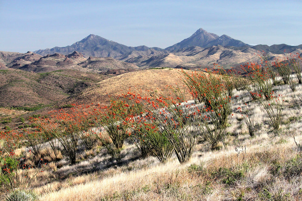10y - OCOTILLO (Fouquieria splendens) (4-22-15) property near pat lake st pk, sc co, az (1)