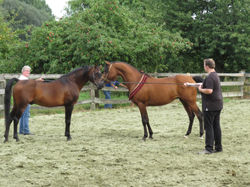 Andes El Shalom et Jandhel El Raitz