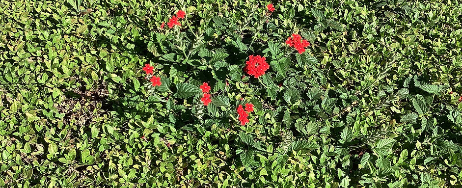 IMG_0391.jpeg