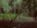 MATA ATLANTICA IMG_2477.jpg