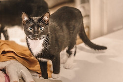 Bastet