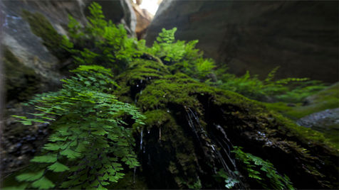 Conclouen els primers estudis per a desxifrar el microcosmos de vida que s'amaga en les fonts