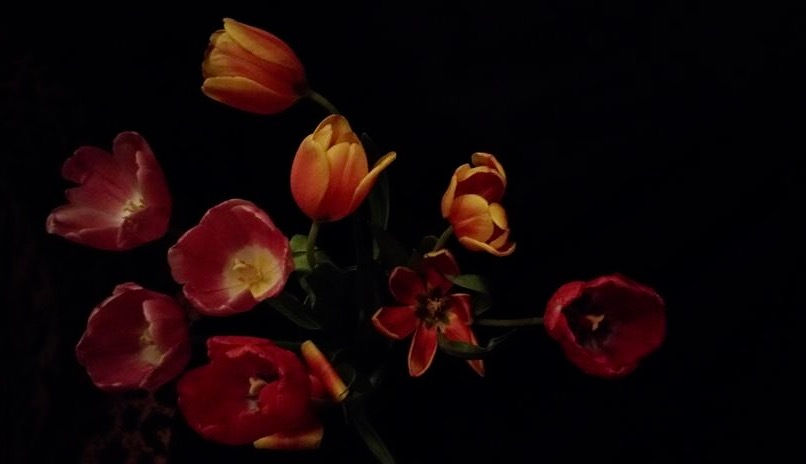 Tulips Revisited