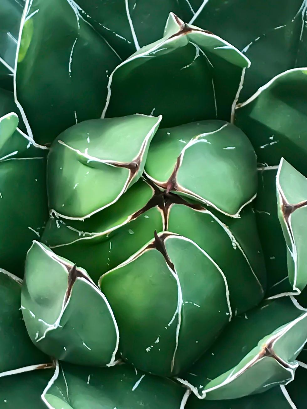 The Royal Agave